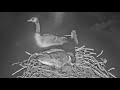 2023-03-17 Mama goose covers her eggs to deter predators | Boulder County Osprey Cam