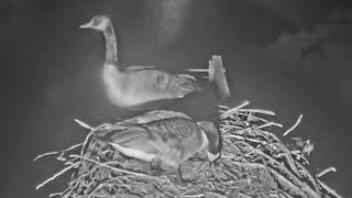 2023-03-17 Mama goose covers her eggs to deter predators | Boulder County Osprey Cam