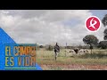 Chabeli y Antonio juntan a todas las ovejas paridas | El campo es vida