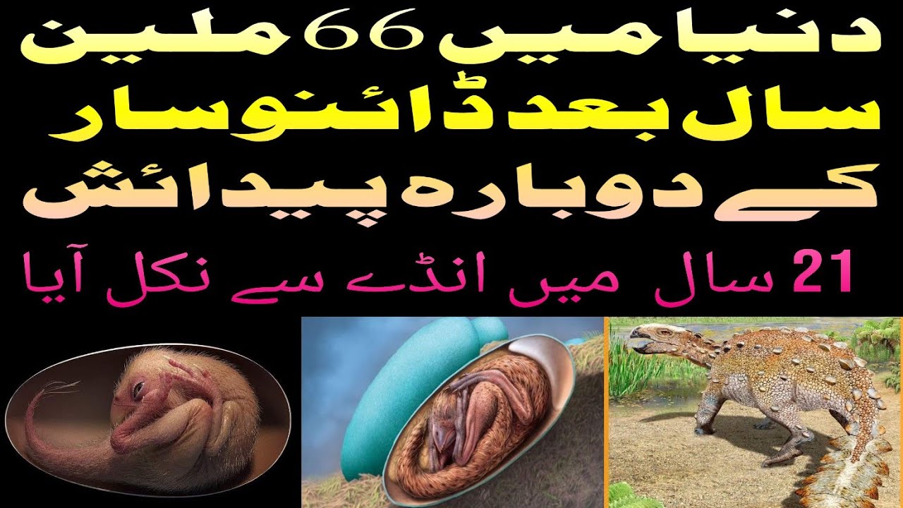 Well preserved dinosaur embryo found inside fossilized egg || Baby Yingliang is ready to hitch 