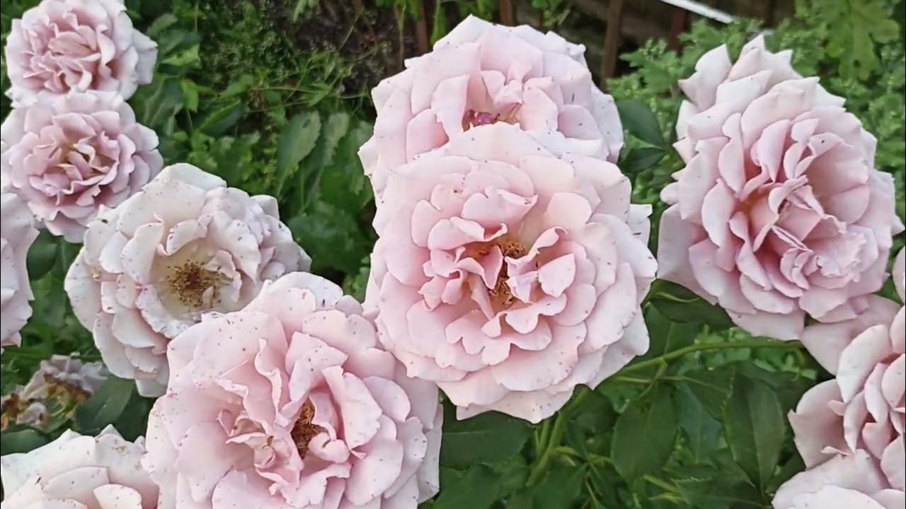 Роза Коко Локо .иRosa Koko Loko . Флорибунда . Часть 2 . - YouTube