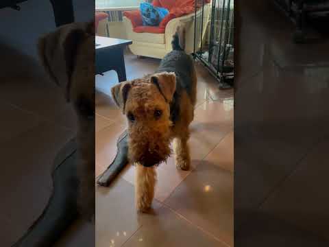 Приучение эрделя к оружейному запаху #airedale #airedaleterrier #эрдель #эрдельтерьер #охота #hunter