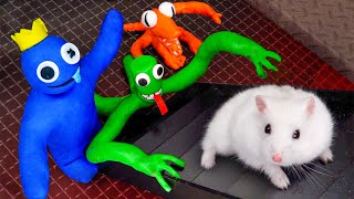The Best Monster Maze Challenges  Hamster Adventures In Rainbow Friends Maze