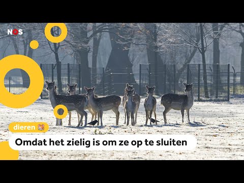 Video: Eten herten frasersparren?