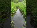 Will I catch in this tiny stream?? #fishing #riverfishing #tinystream