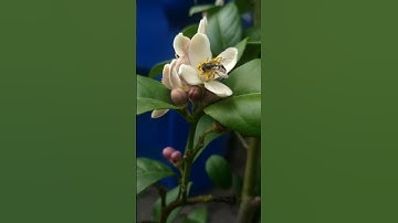 An IMPOSTER! This Hover Fly is disguised as a bee!