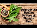 Discover the healing powers of plantain leaf