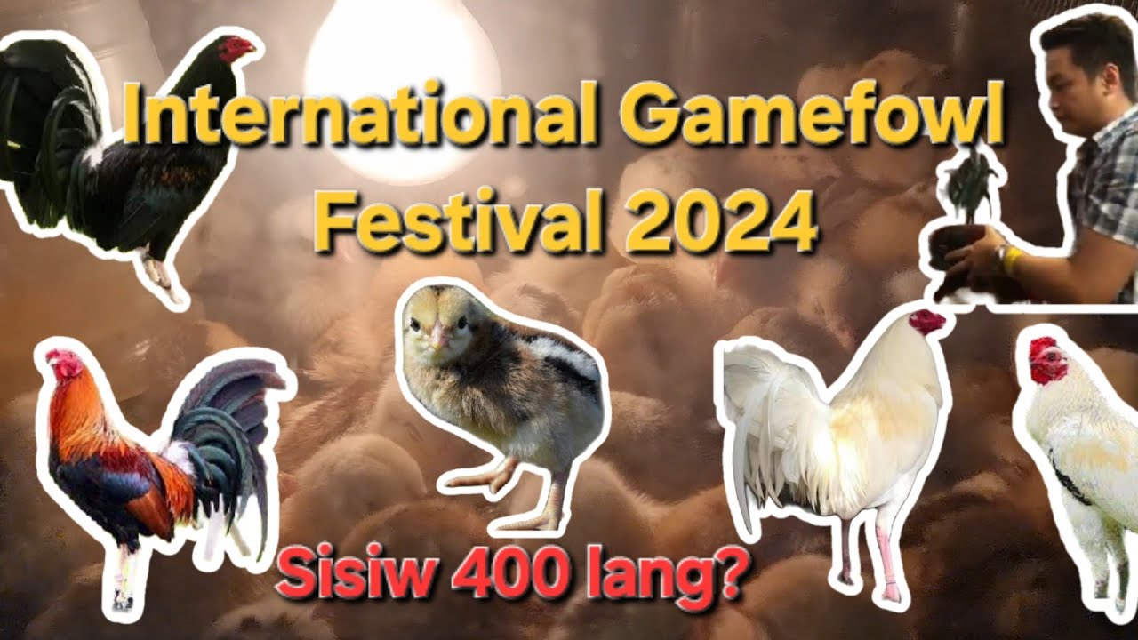 International Gamefowl Festival 2024 - Prices and Bloodlines (oLoyTV)
