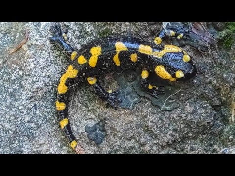 Video: Trăiesc salamandrele de foc?