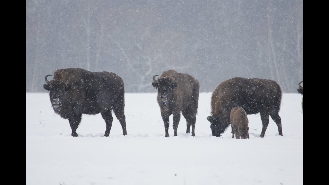 Bison tour in Belarus