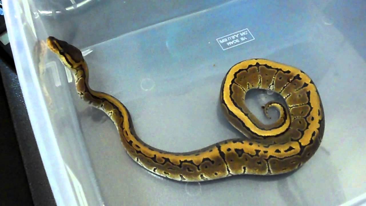 reptile room hayward california Ball Python Highlight