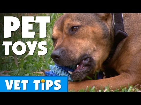 Hoe u de beste speelgoed voor uw hond | Bondi Vet