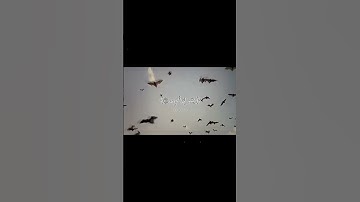 اجر لي ولكـم 🕊️🌀 #كلير_تحبكم #قران_كريم #اكسبلور #لايك#راحة_نفسية #سورة_طه#محمد_صديق_المنشاوي