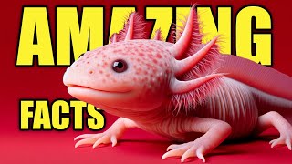 What is an Axolotl - Incredible facts about Axolotls! What is an Axolotl - Incredible facts about Axolotls!