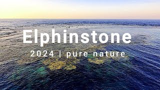 Elphinstone pure nature in the red sea       Yiruma River flows in you