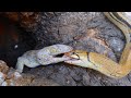 Tắc Kè Hoa Đại Chiến Với Rắn Hổ Khổng Lồ Bảo Vệ Đàn Con .Chameleon attack snake in hole