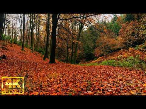 Hiking in autumn rain | Autumn marvellous colours | Hike and Explore