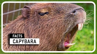 Capybara - The Worlds Largest Rodent by Amazing world of Animals 202 views 5 months ago 1 minute, 59 seconds