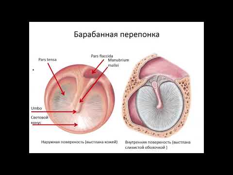 Наружное и среднее ухо.