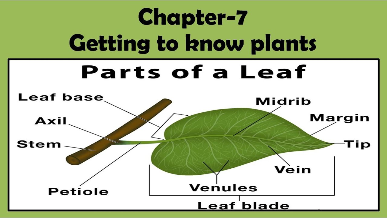 Leaf And Its Part Chapter 7 Getting To Know Plants Science 