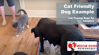 Cat Friendly Dog Example  Cat testing dogs for adoption