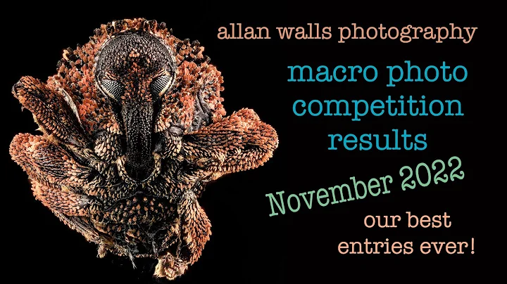 Macro Photo Competition Winners - November 2022