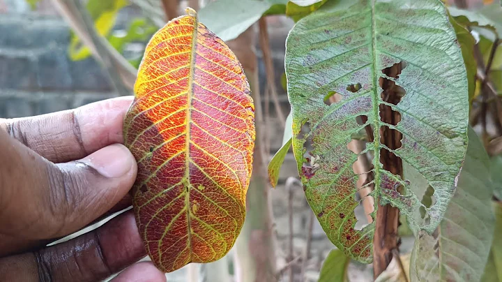 Diseases in #guava trees | purple leaf | hole in leaf | #अमरुद