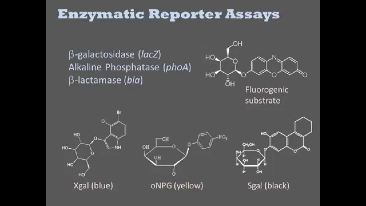 Biochemical Assays YouTube Biochemical Assays YouTube