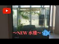 【アクアリウム】新しい水槽になりました~25cm水槽~。[Fish] New aquarium.