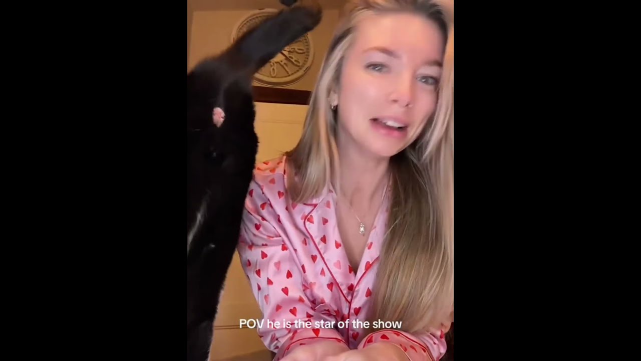 Cat I M The Star Fyp Foryou Petlove Catlover Funny Funnyvideos Fypage Funnycat Cats