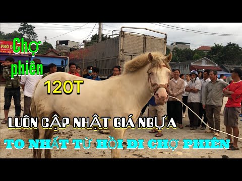 Mua Ngựa Bao Nhiêu Tiền - QUÁ TO VÀ ĐẸP CHƯA THẤY BAO GIỜ | GIÁ NGỰA HÔM NAY