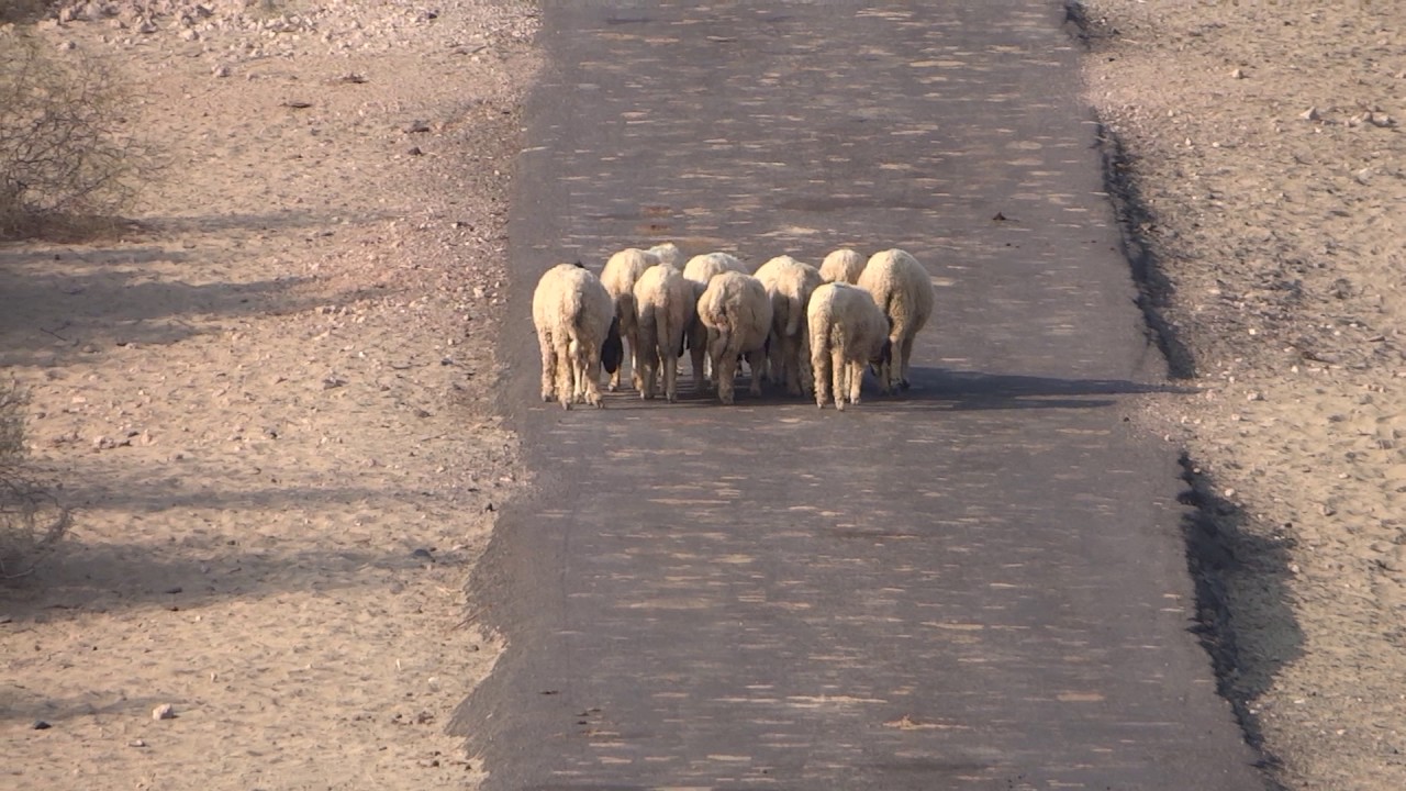 Sheep in Thar Desert