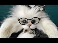 Chongyi bears sophie artist bear bunny handmade bunny in glasses