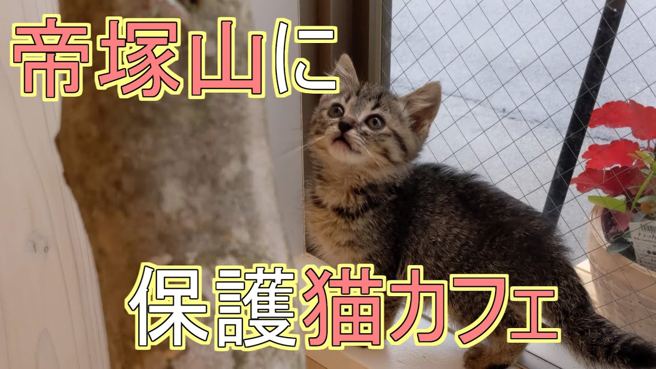 にゃんプチーノ ５月１日に新しくオープンしたお店に行ってきた 保護猫カフェ Youtube