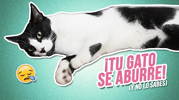 ¿Cómo puedo saber si mi gato se aburre?