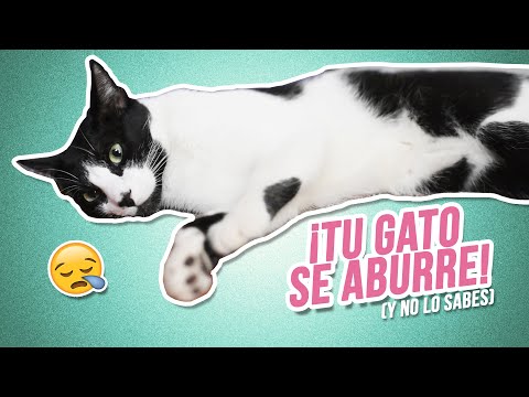 Video: ¿Cómo puedes saber si tu perro o gato está aburrido?