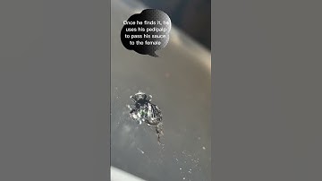 Ever wonder how jumping spiders do “it”? #jumpingspider #animal #nature #jumper