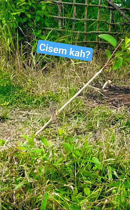 mikat ciblek semi lngsung poin!#cisem #prenjak semi#fypシ゚viral #mantap
