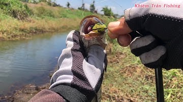 Câu cá lóc Tân Phú Đông Tập #36/khiemtranfishing