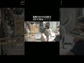 後輩犬を必死で守ろうとする先輩犬だけど実は…!! #柴犬 #甲斐犬 #youtubeshorts #dog #犬のいる暮らし