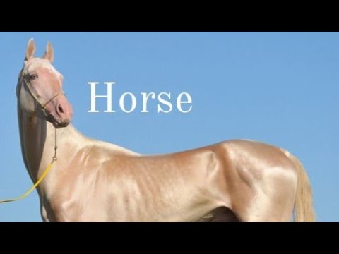 Wideo: Rasy koni wyścigowych: opisy