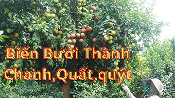Hướng Dẫn Cải tại Bưởi Thành Chanh,Cam,Quýt Đơn Giản Nhất