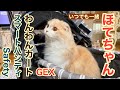 「ほてちゃん」GEXわんわんカートスマートハンディSafety 【スコティッシュフォールド】