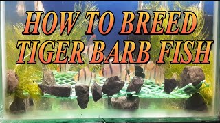 TIGER BARB FISH 100% BREEDING SUCCESSFUL // Fish Breeding Tutorial 7