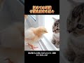 初めての母猫子猫を見守る日々 # 可愛いペット