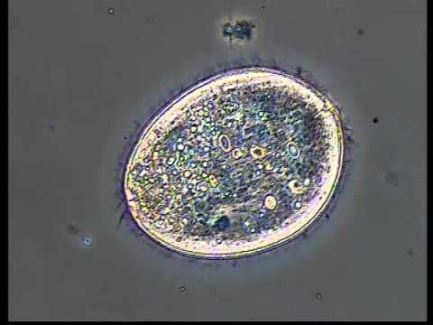 HOLOPHRYA CILIADO CILIATE life facebook