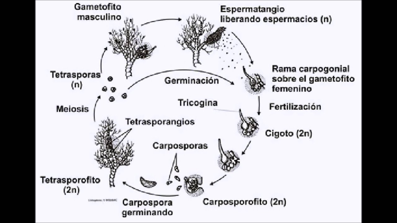 Ciclo vital de Rhodophyta - YouTube