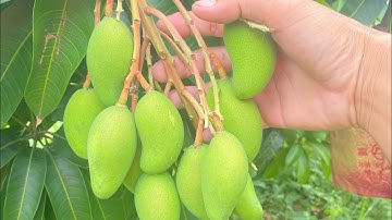 XOÀI CÁT HOÀ LỘC KÍCH CỬ 2