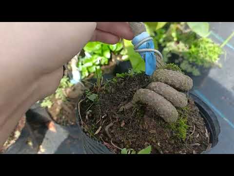 Video 30 mấy loại mai giống : cúc bi - cam - tây thi- 150... - youtube