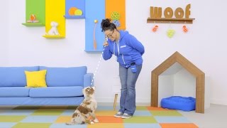 How to Teach Your Dog "Watch Me" | Chewy